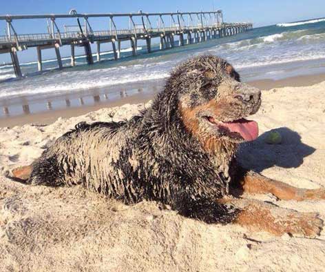 Dog covered in sand at the beach