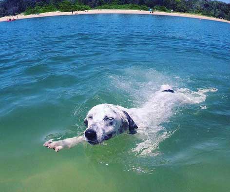 White dog swimming at the beach
