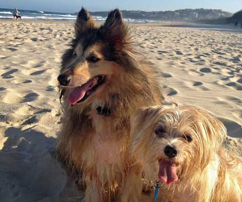 Two dogs at the beach