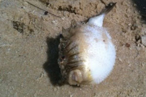 Puffer fish washed up on beach