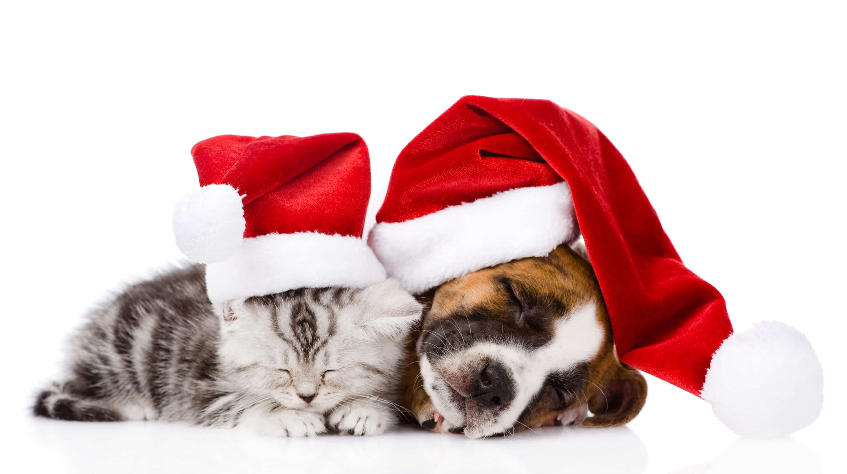 Kitten and puppy with Santa hats on