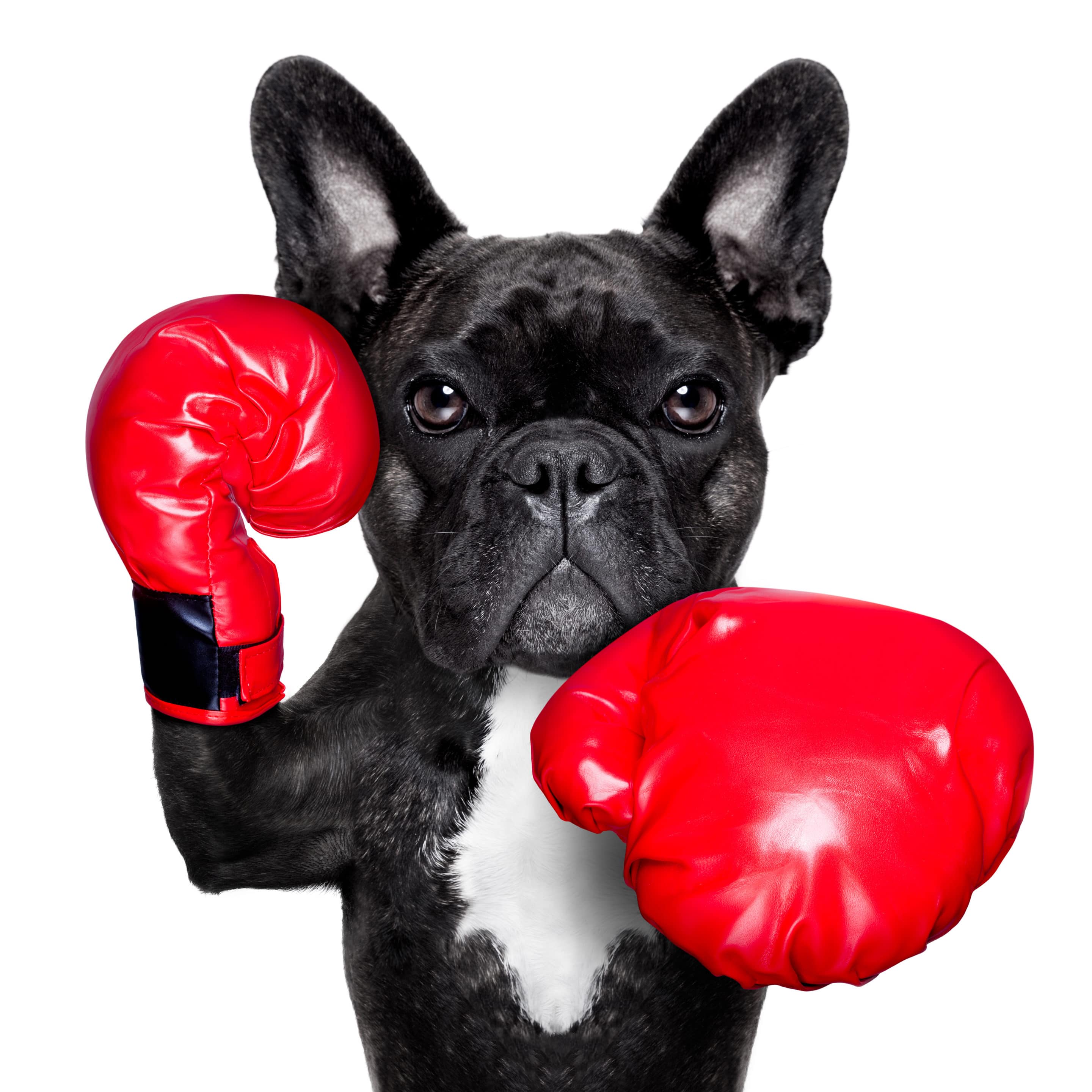 Dog with boxing gloves on