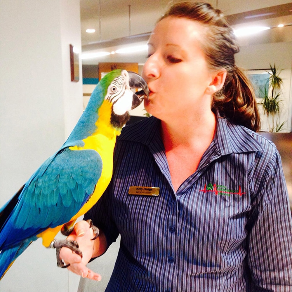 Animal Emergency Service Jindalee Client Care Specialist Kelly Hodge with a bird