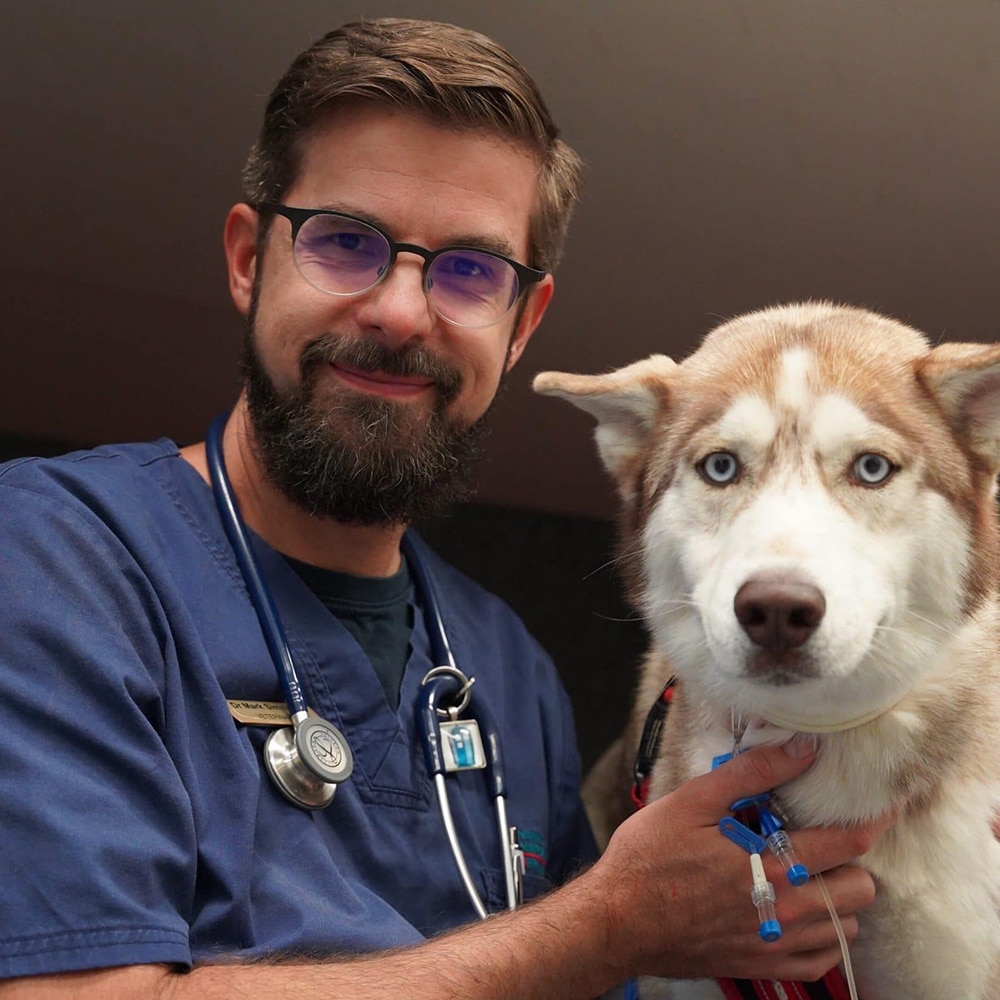 Animal Emergency Service Underwood Veterinarian Dr Mark Simmonds with a dog