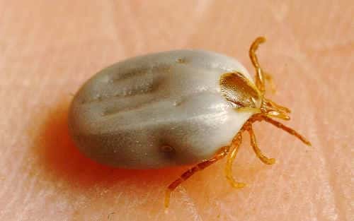 Reducing the Risk of Tick Paralysis in your Pets through Tick Control