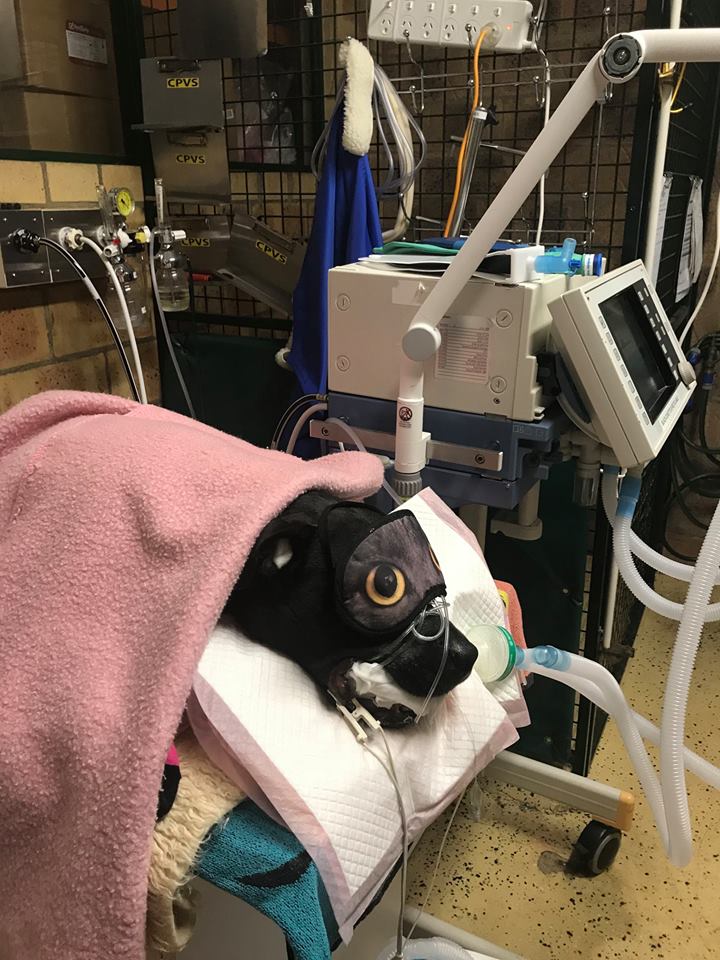 Polo dog patient tick ventilation