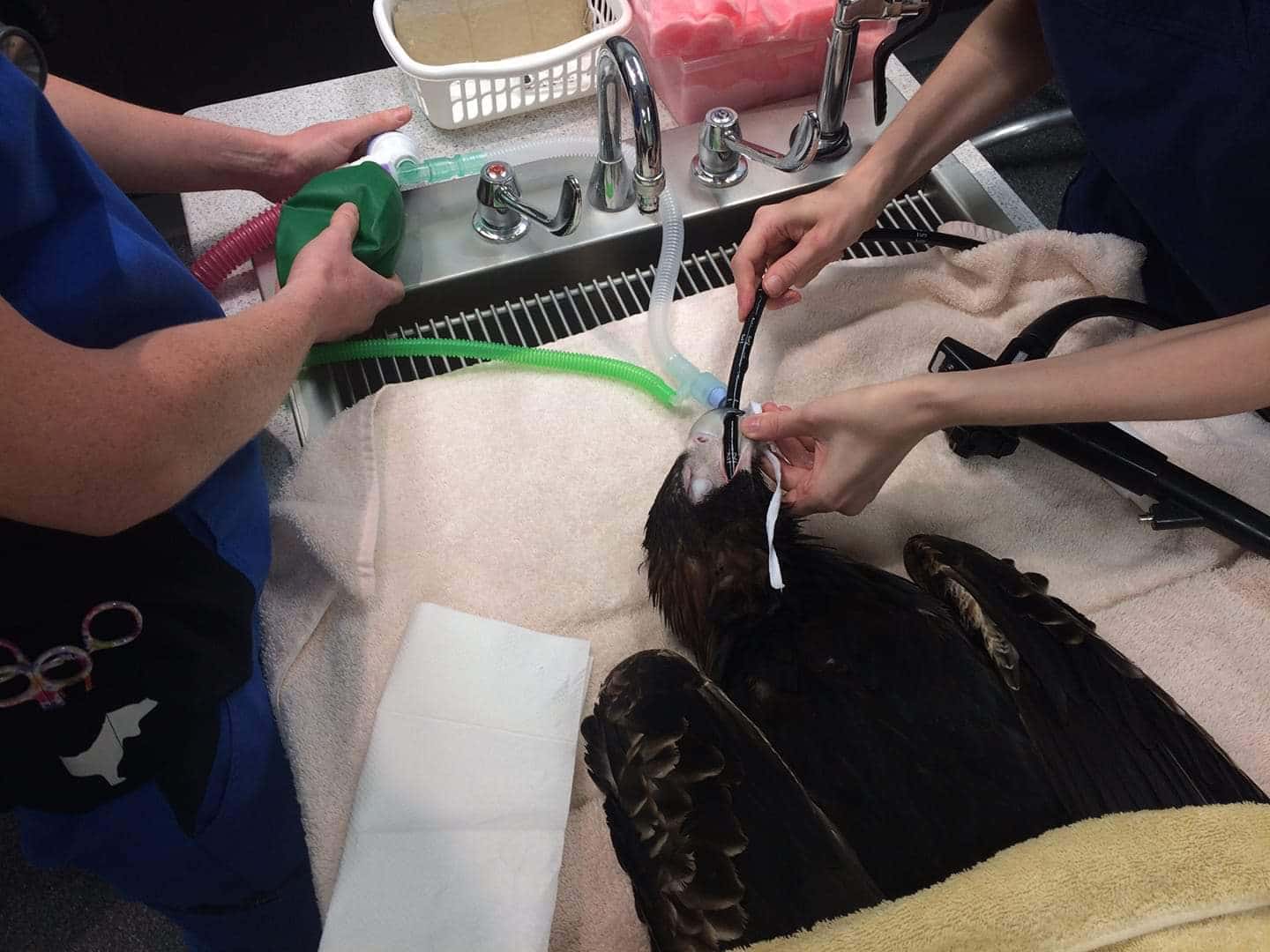 Des a wedge tailed eagle during surgery