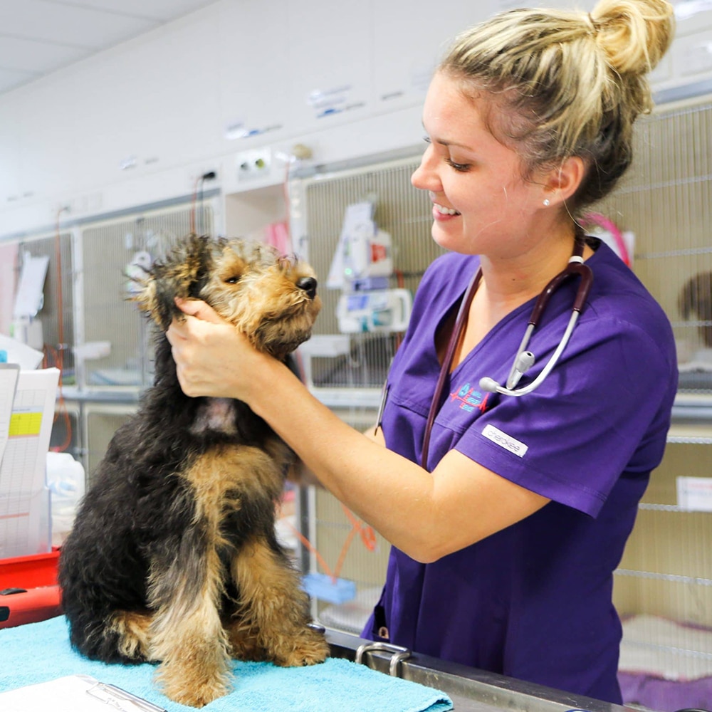 Animal Emergency Service Carrara Nurse Manager Erin Friel with a dog