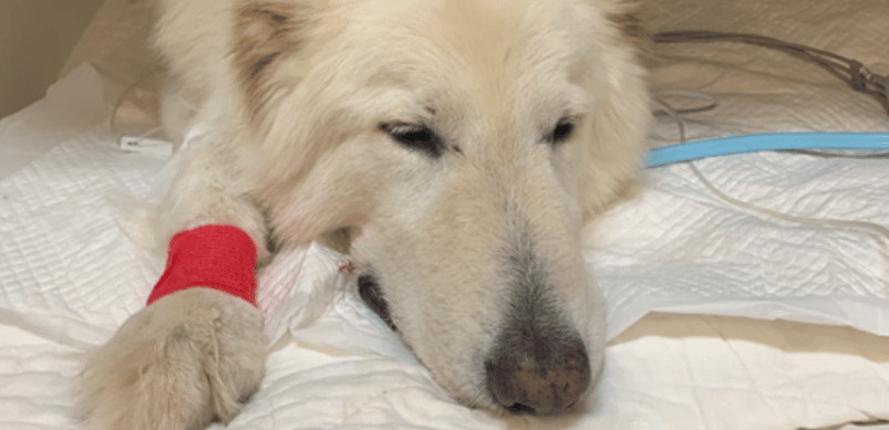 Haru, a white dog, recovering in Pet Intensive Care Unit after a snake bite