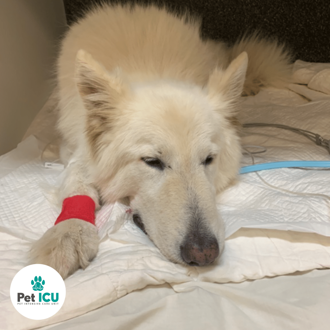 Haru, a white dog, recovering in Pet ICU from a snake bite