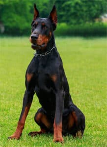Black and brown doberman sitting on grass, a breed predisposed to GDV