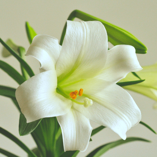 Close up of a white Easter lily