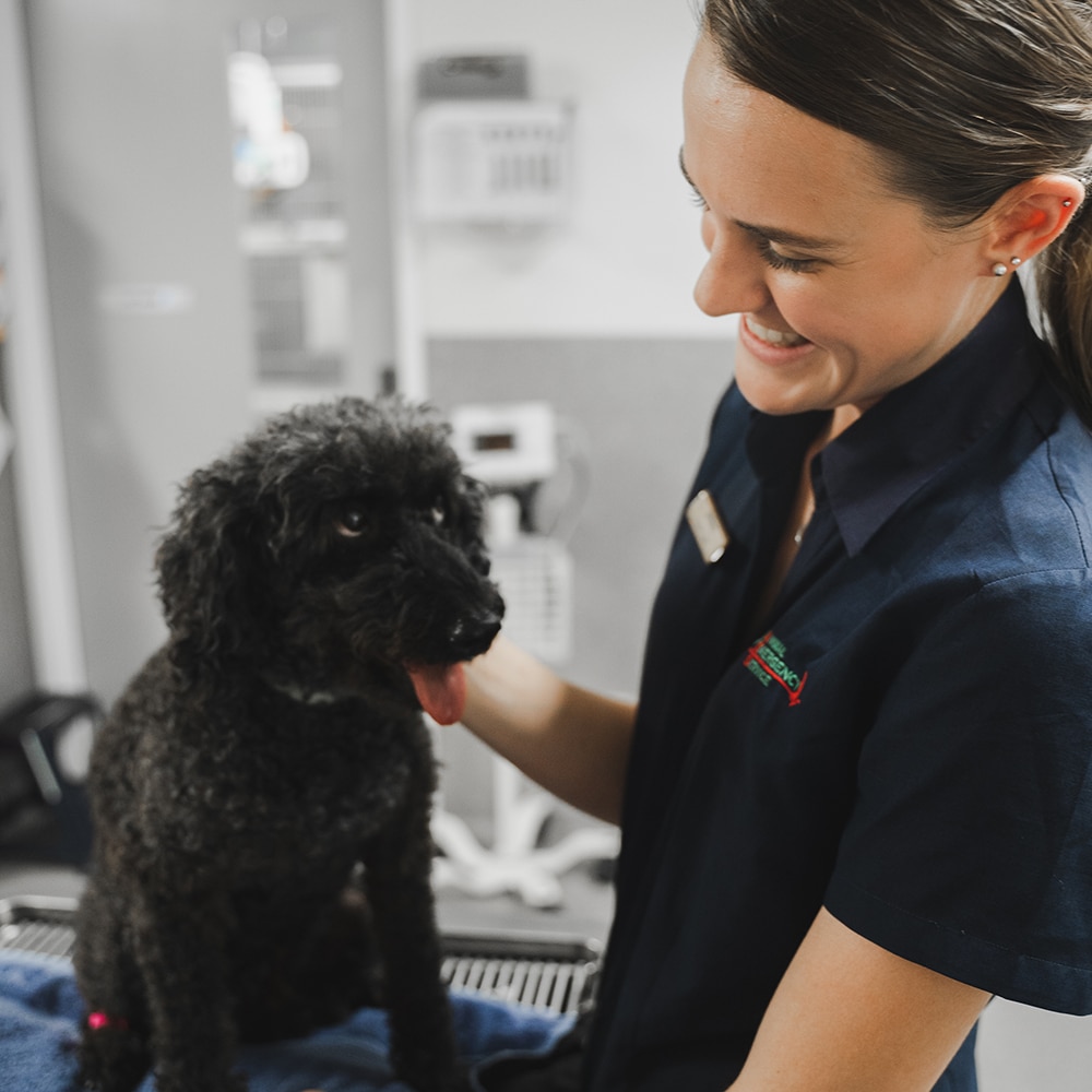 Animal Emergency Service Jindalee Client Care Specialist Brittany Jones with a black dog