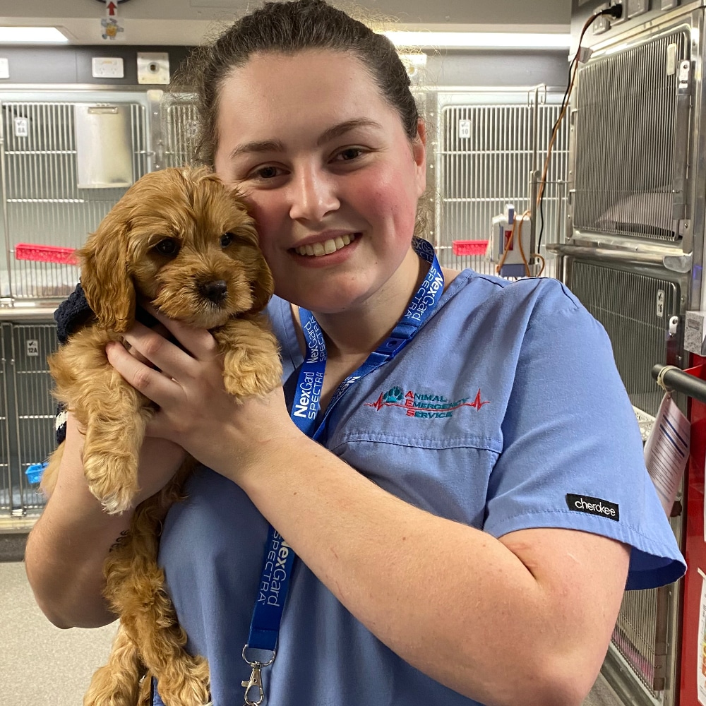 Animal Emergency Service Jindalee Client Care Specialist Megan Ponder