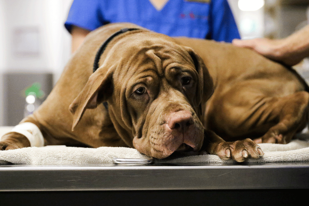 A brown dog at Jindalee animal hospital