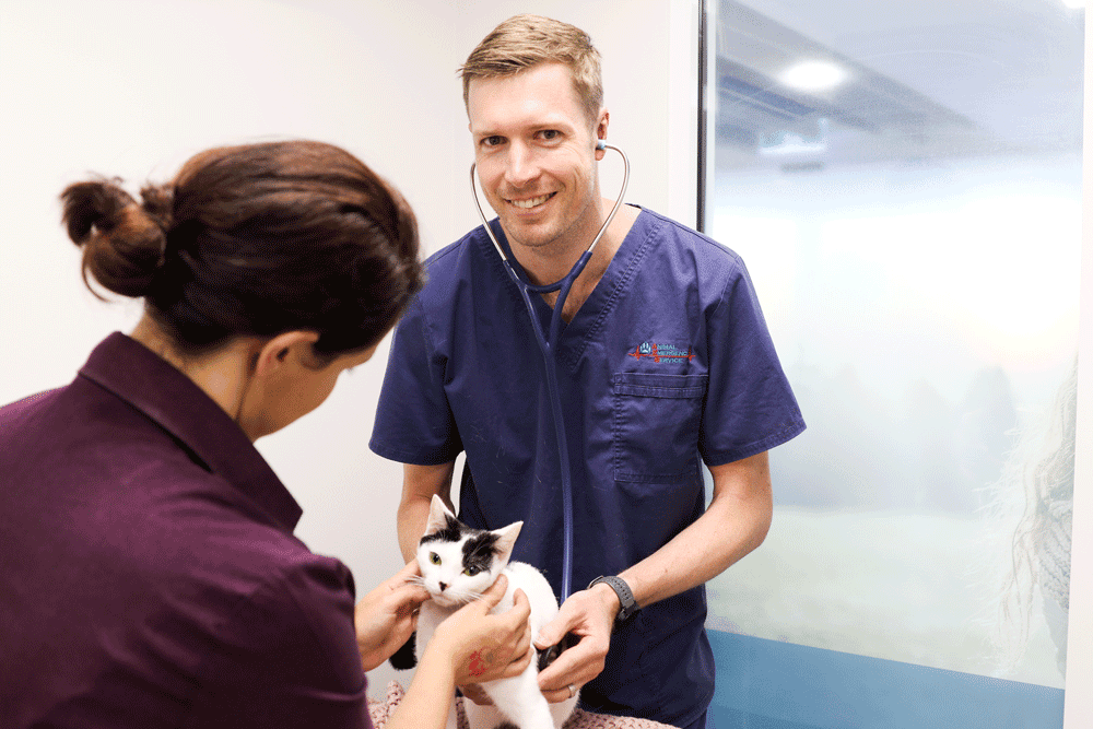 A cat being treated by a vet at Jindalee animal hospital