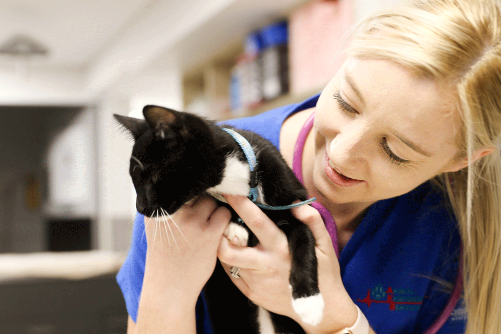 A nurse holding a black and white cat at our Brisbane vet surgery