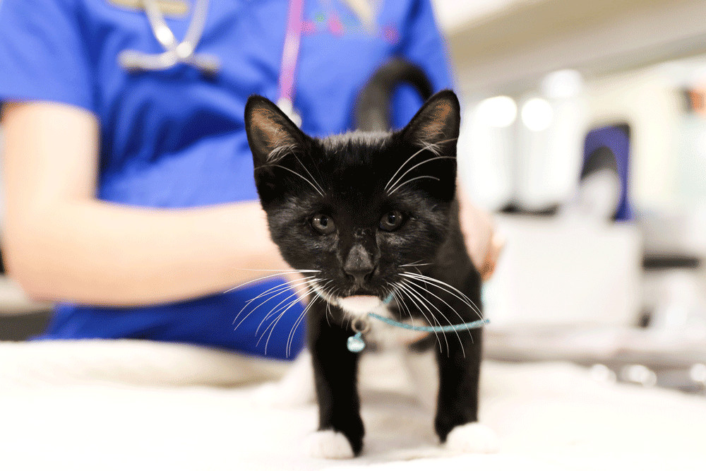 A black and white kitten at our after hours vet Brisbane