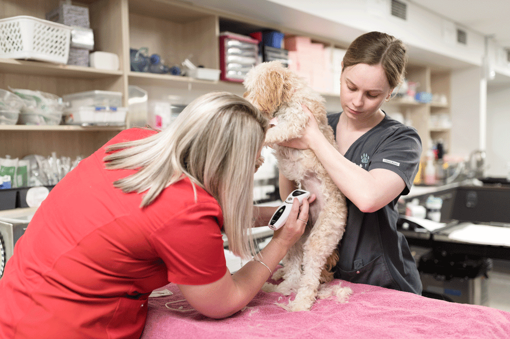 A dog being treated at our after hours vet Brisbane