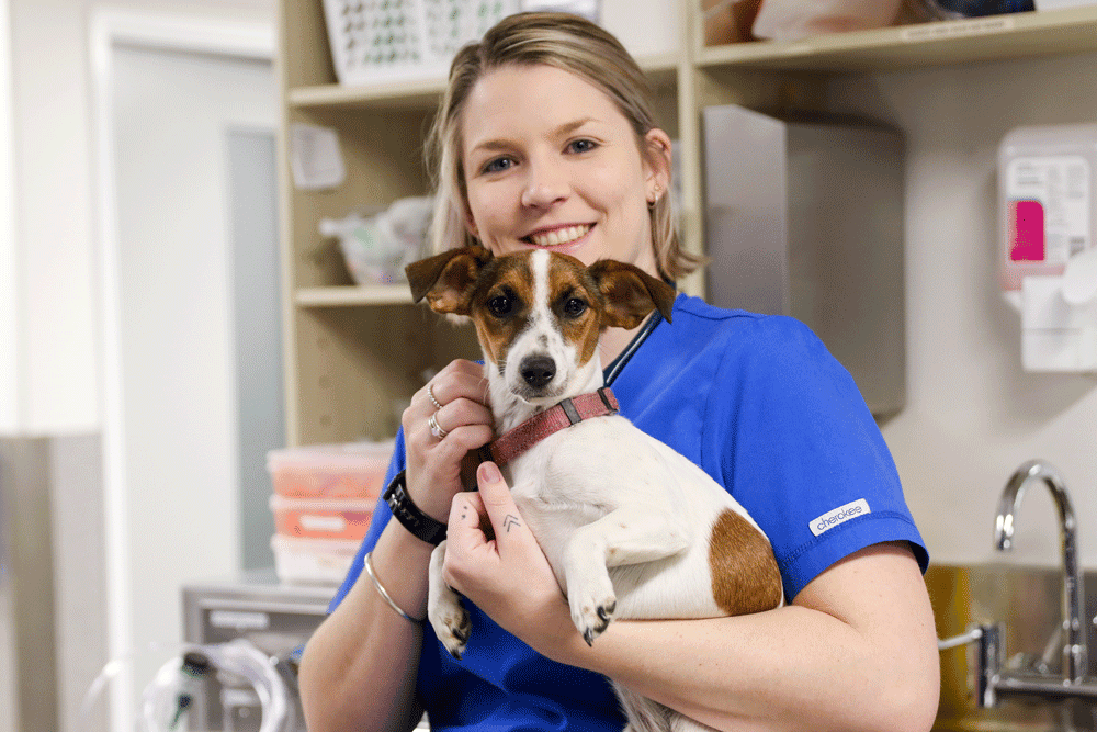 A Brisbane vet holding a dog