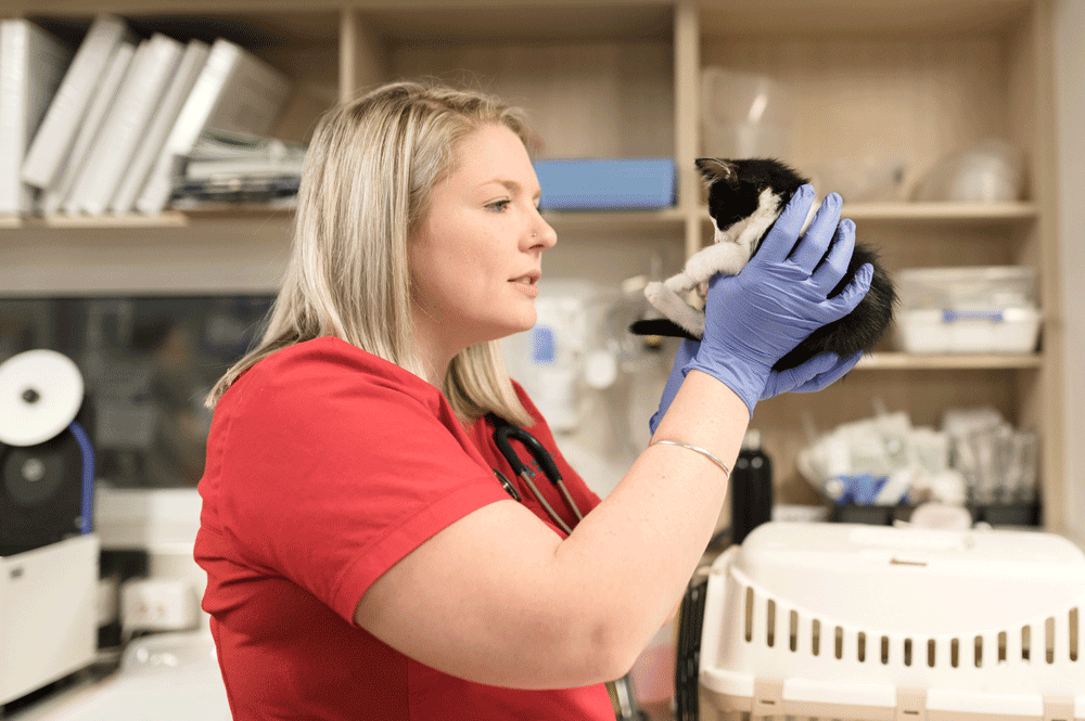 A vet holding a black kitten at our Brisbane vet surgery