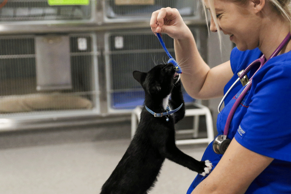 A nurse playing with a black and white cat at our small animal specialist hospital