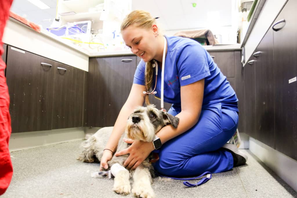 A vet with a dog at an Underwood animal hospital