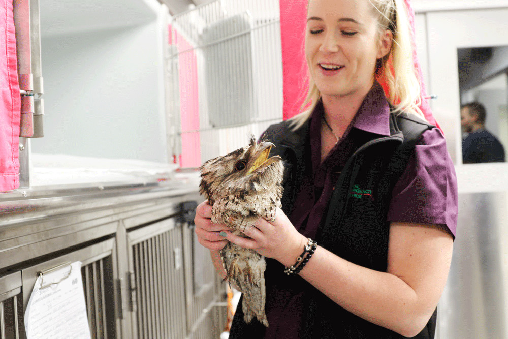 A nurse holding a bird at our emergency vet Jindalee