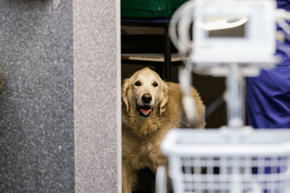 A dog at a Brisbane vet