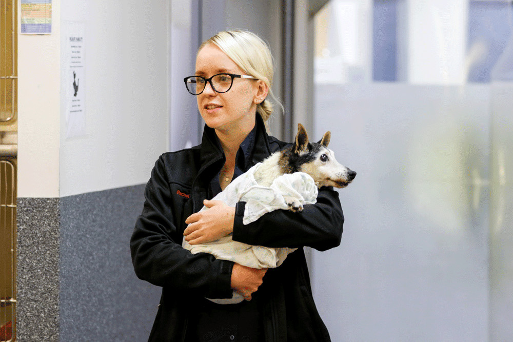 A vet with a dog at a Brisbane vet