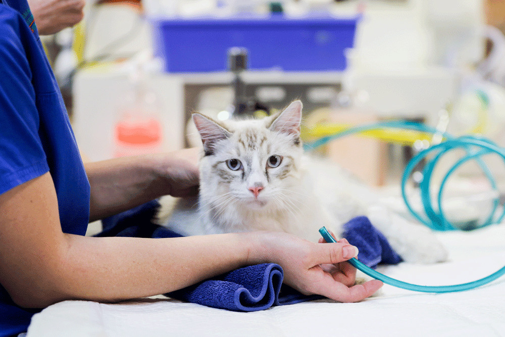 A cat at Animal Emergency Service Underwood, an after hours vet Brisbane