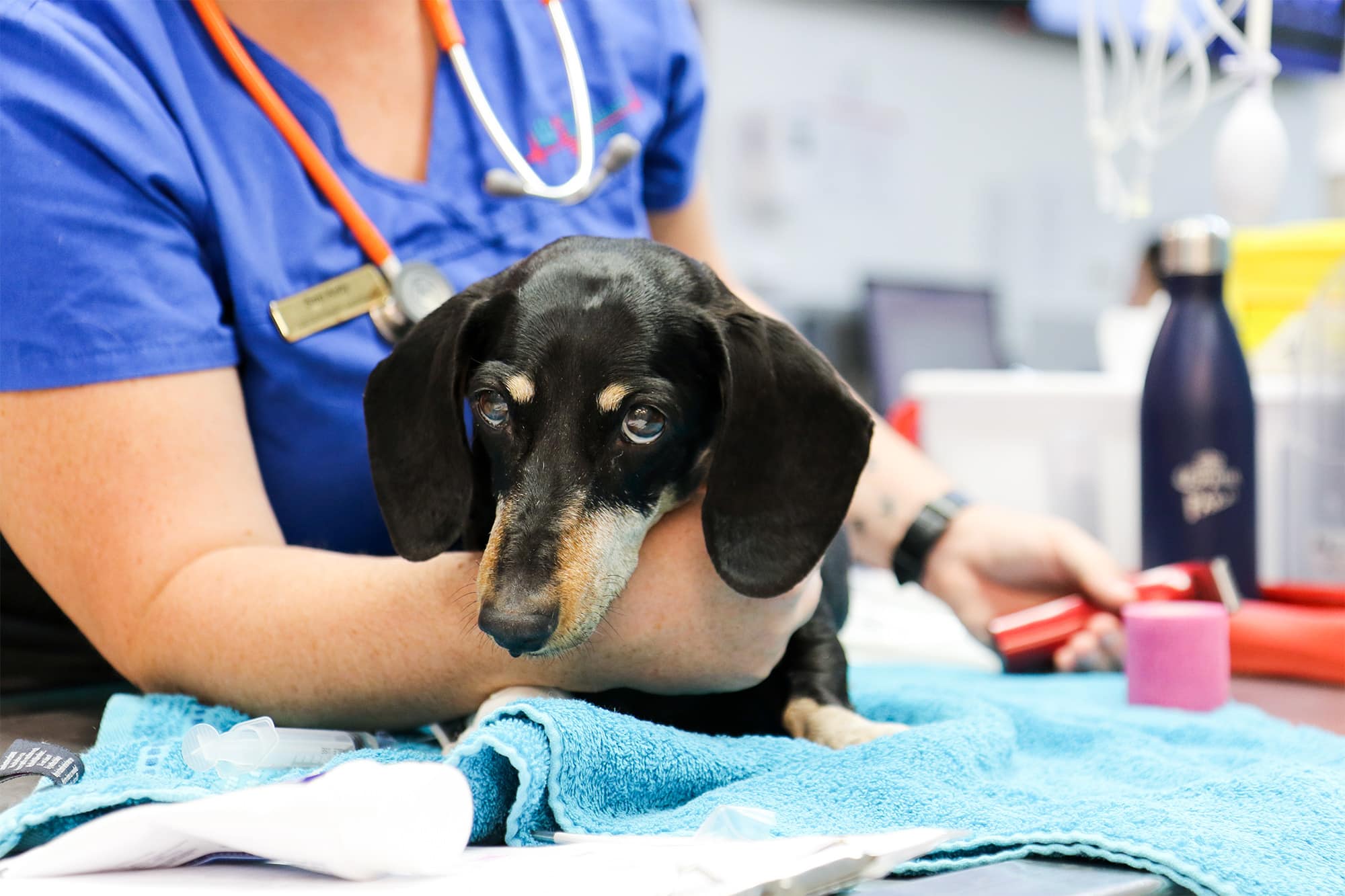dachshund on the crash bench in the emergency at Animal Emergency Service in Carrara, an after hours vet on the Gold Coast