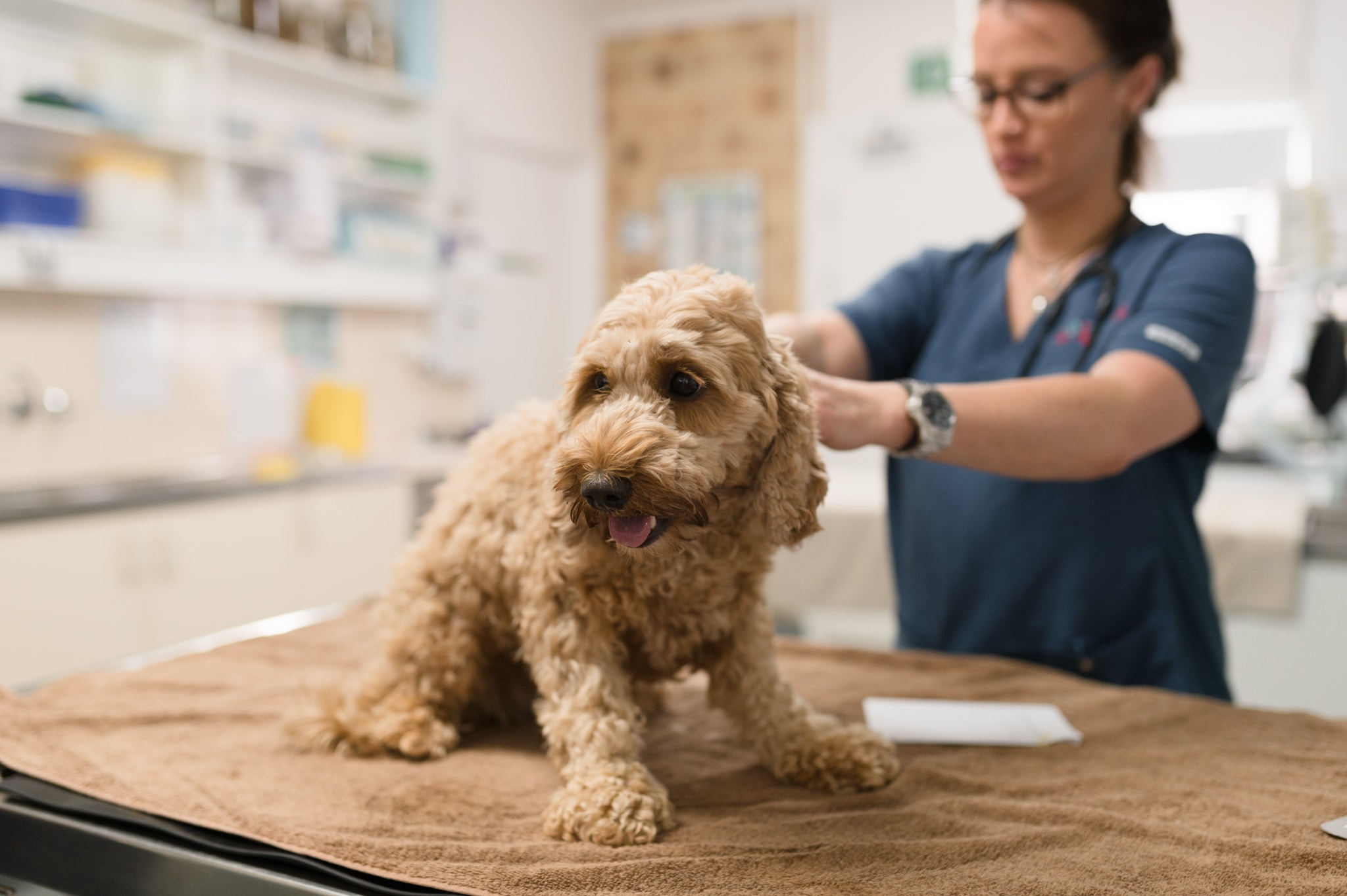A vet tending to a brown dog at a north coast veterinary specialists