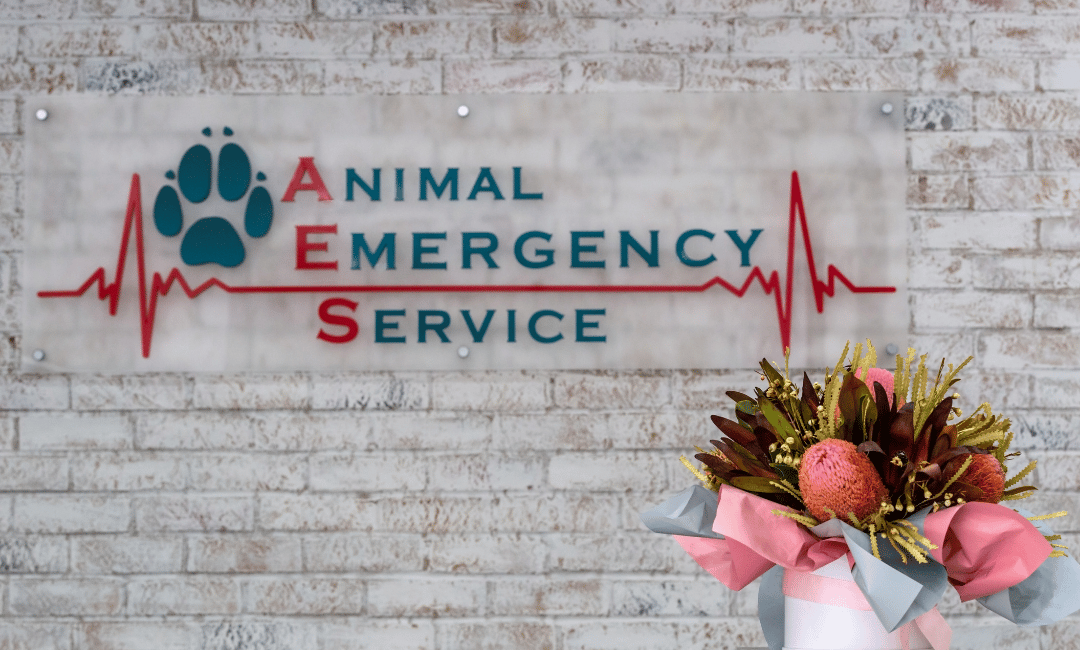 Sign for Animal Emergency Service, a north coast veterinary specialists, in reception