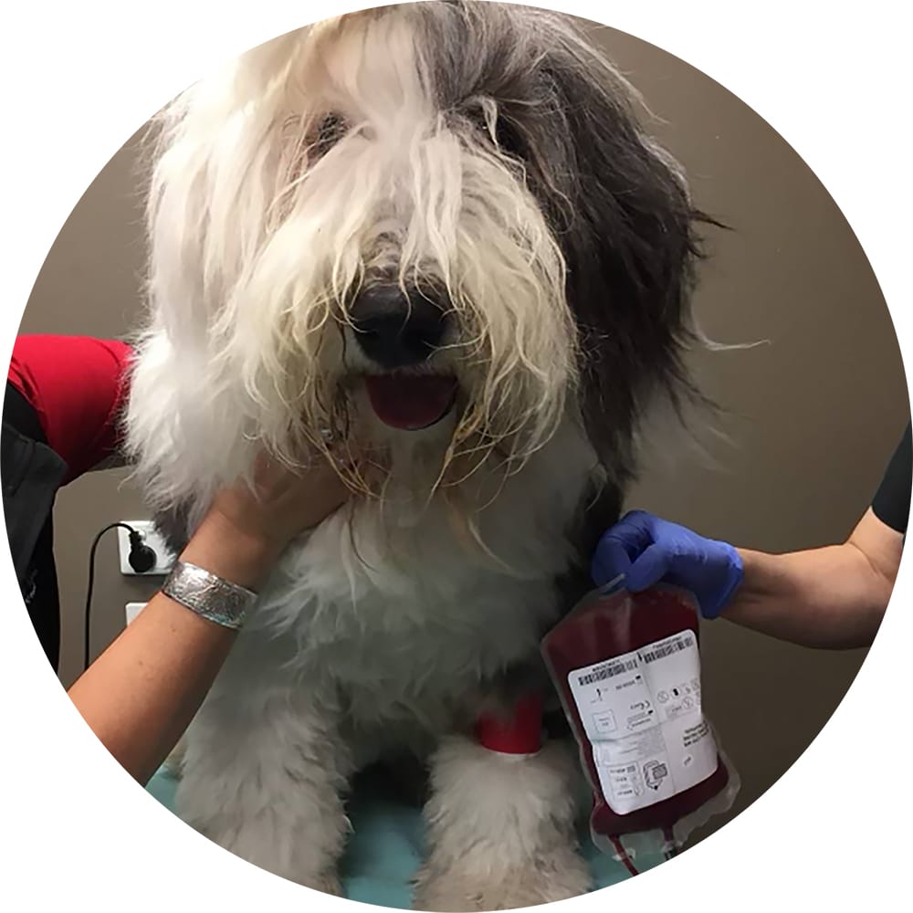 A dog donating blood with the Pet ICU team