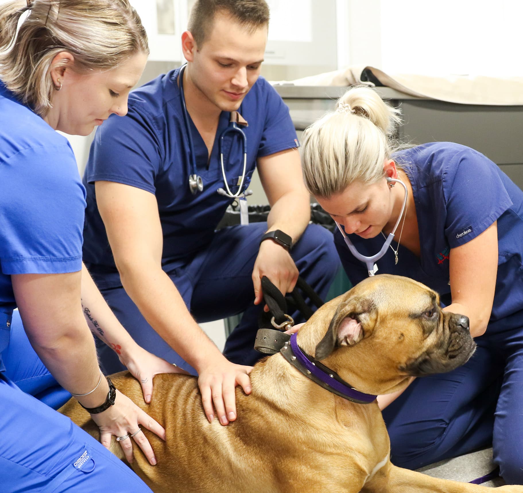 Vets and Nurses treating a dog