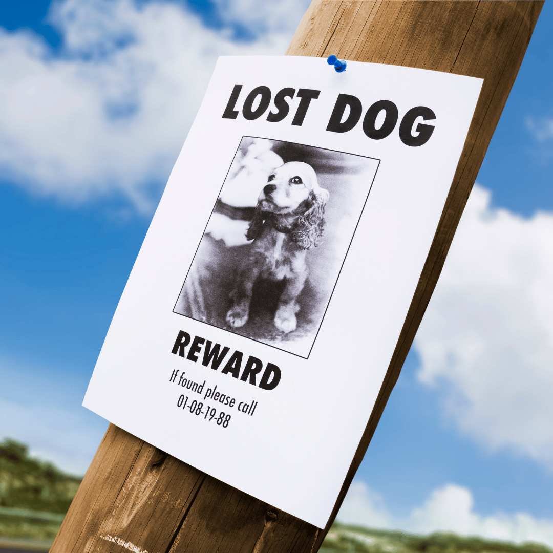 Lost dog poster on telegraph pole