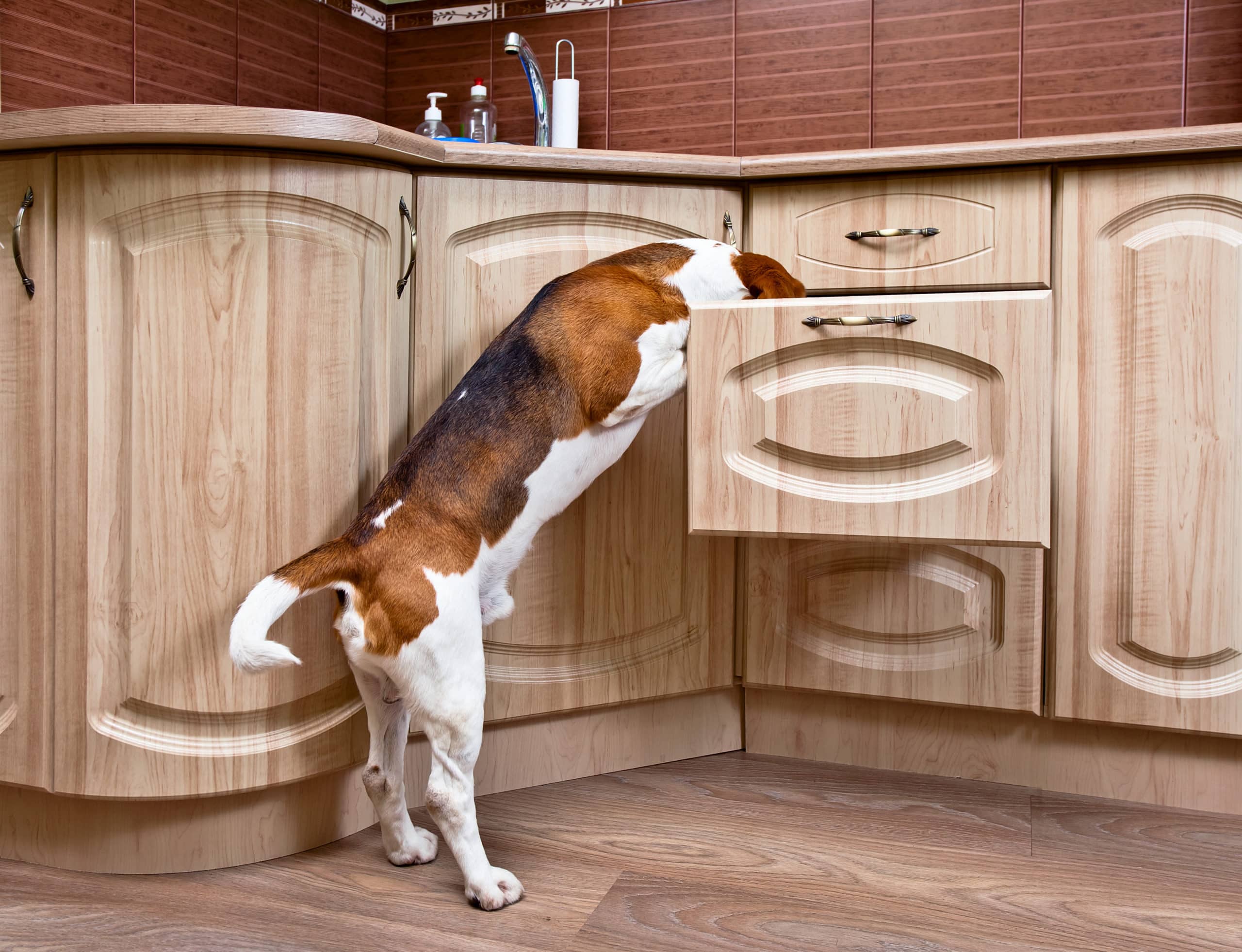 Dog looking in kitchen draw