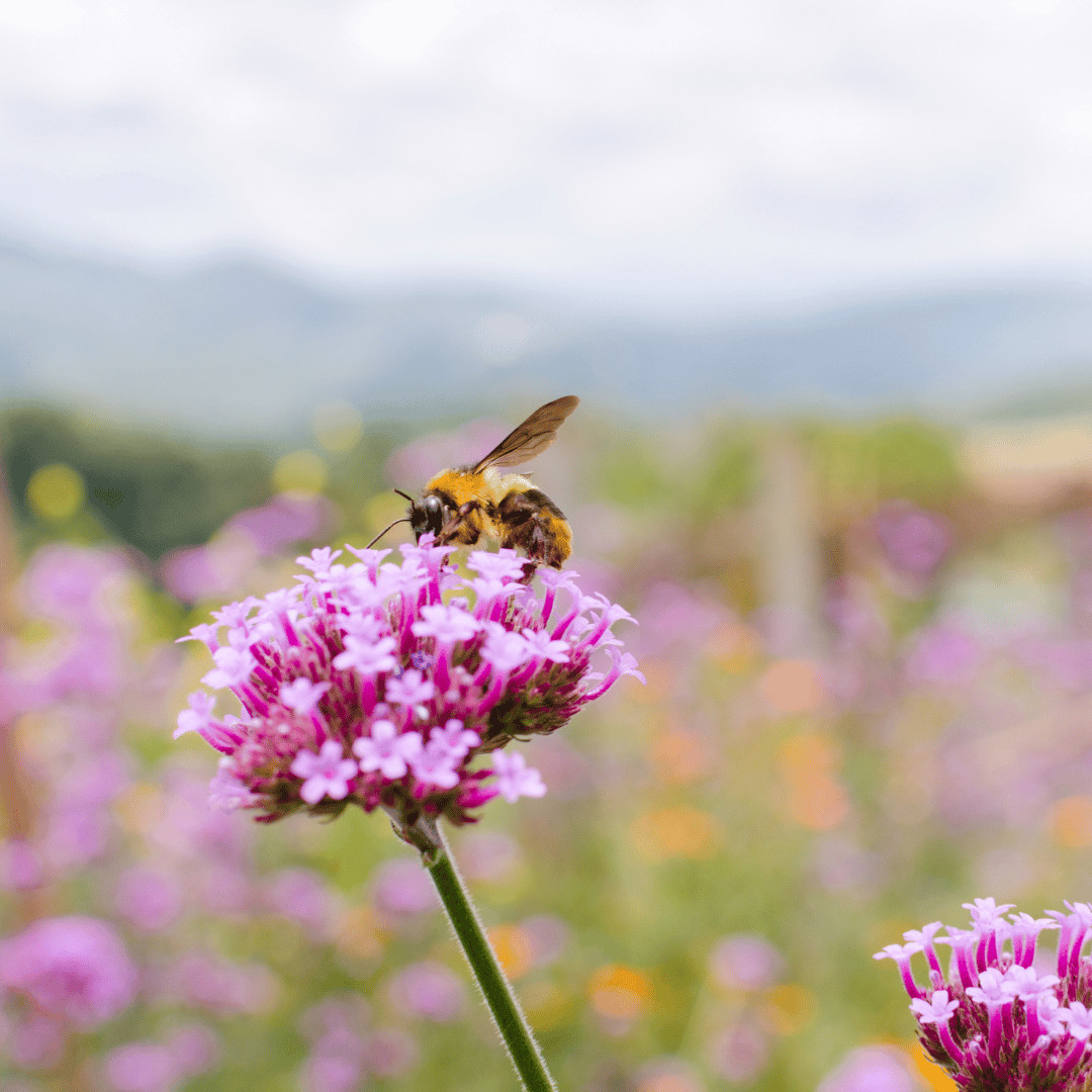 Bee on flower