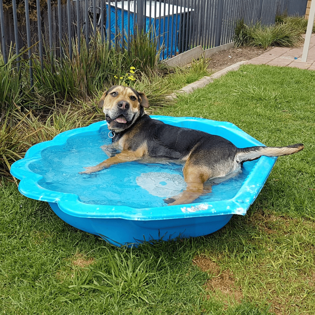 Dog lying in paddling pool