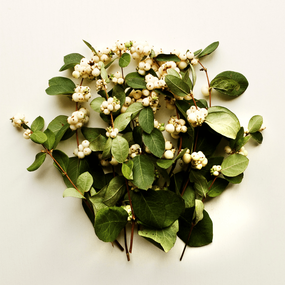 Bunch of mistletoe on tabletop, a plant toxic to dogs