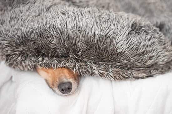 Scared dog hiding under blankets