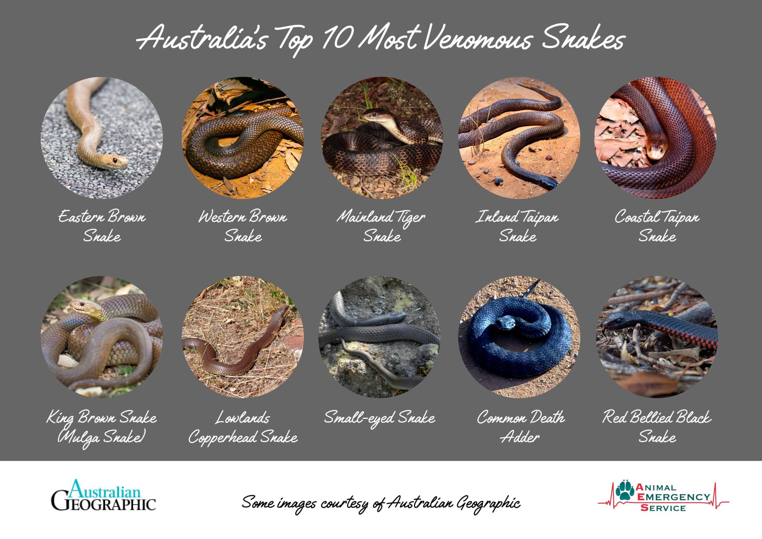 Top 10 most venomous snakes in Australia