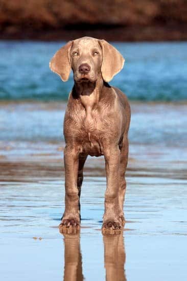 A Weimeraner puppy at the beach, a breed predisposed to GDV in dogs
