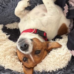 Willow - Jack Russell saved from cane toad poisoning