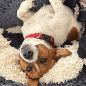 Willow - Jack Russell saved from cane toad poisoning