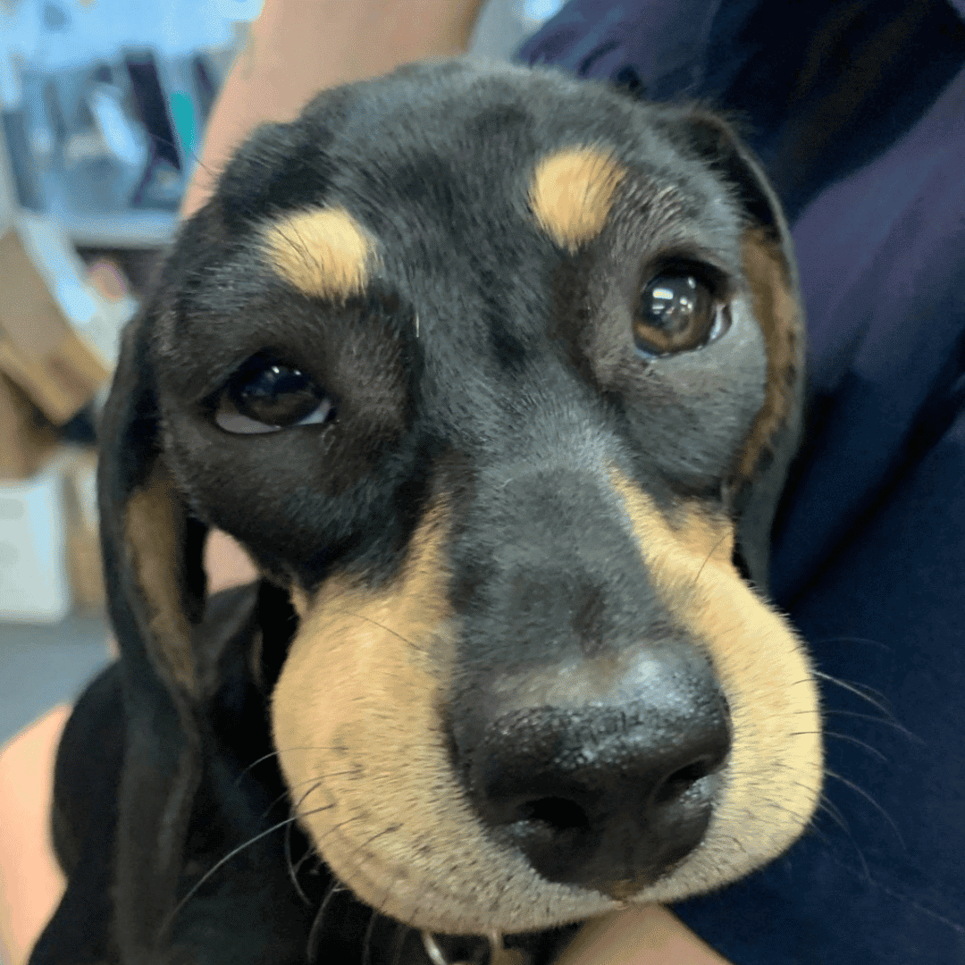 Dog with swollen face from a bee sting