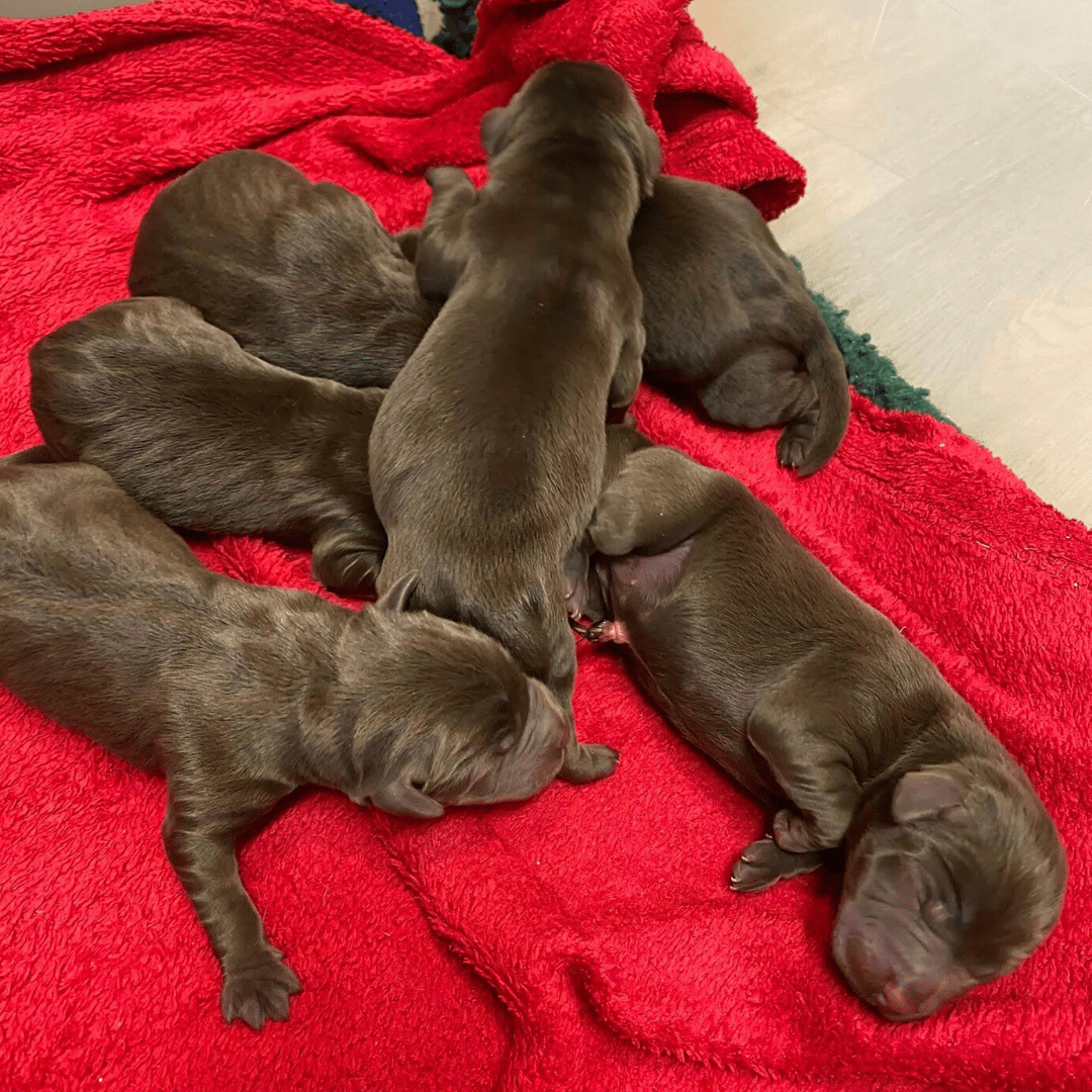Six brown new born puppies