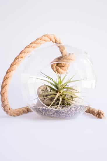 Air plant in hanging basket is one of the best pet friendly plants