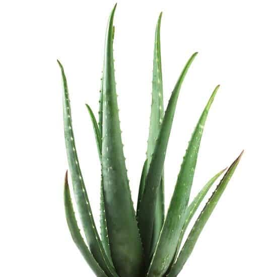 Aloe vera is one plant toxic to dogs
